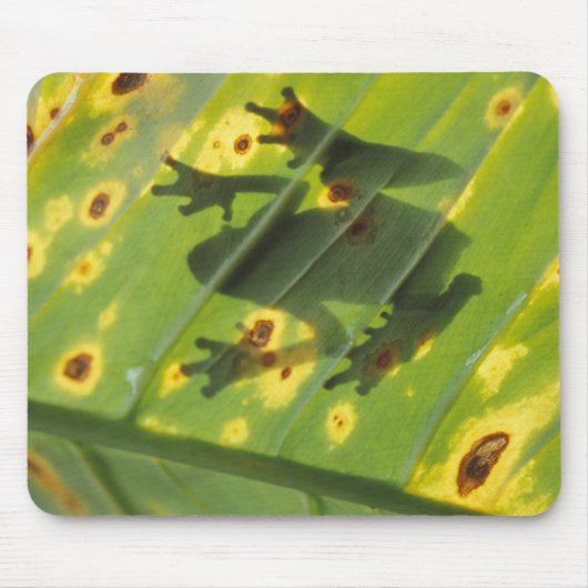 中央アメリカ，コスタリカ，バックライトカエル マウスパッド (正面)