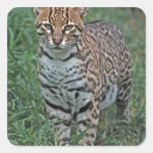 中央アメリカ スクエアシール (正面)