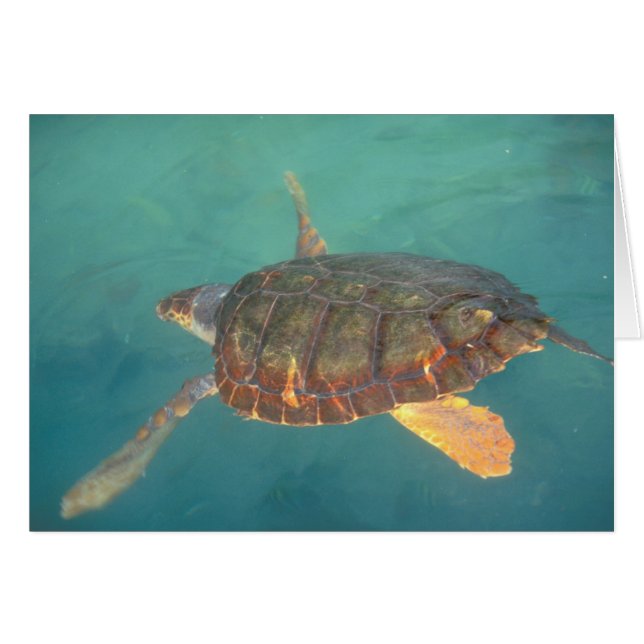 中央アメリカ，パナマ，ボカデルトロ (正面横)