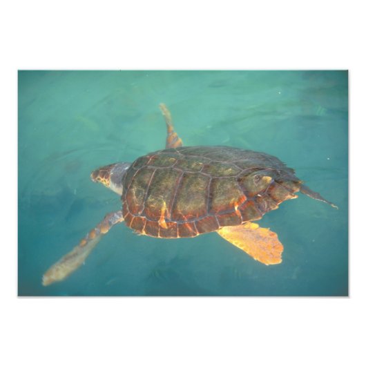 中央アメリカ，パナマ，ボカデルトロ フォトプリント            (正面)