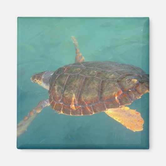 中央アメリカ,パナマ,ボカデルトロ マグネット (正面)