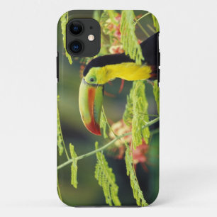 中央アメリカ、ホンジュラス オオハシ iPhone 11 ケース