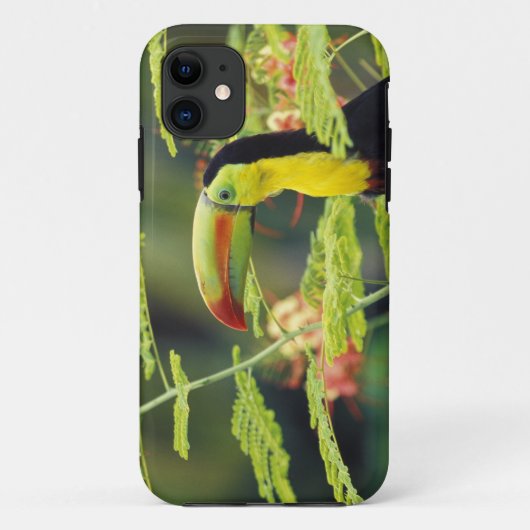 中央アメリカ、ホンジュラス オオハシ Case-Mate iPhoneケース (裏面)