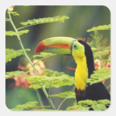 中央アメリカ、ホンジュラス。ケール州で請求されたトゥーカン スクエアシール (正面)