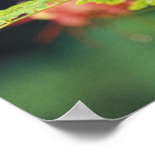 中央アメリカ、ホンジュラス。ケール州で請求されたトゥーカン ポスター (角)