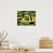 中央アメリカ、ホンジュラス。ケール州で請求されたトゥーカン ポスター (キッチン)