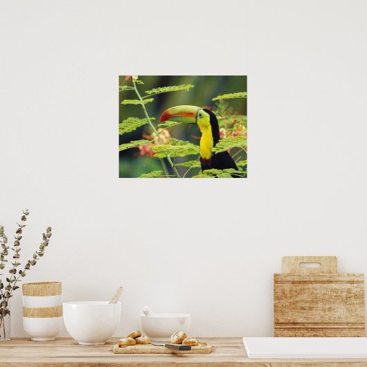 中央アメリカ、ホンジュラス。ケール州で請求されたトゥーカン ポスター (キッチン)