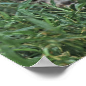 中央アメリカ ポスター (角)