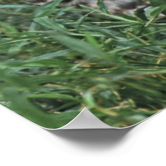 中央アメリカ ポスター (角)