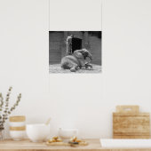 中央公園動物園ゾウ， 1922.ヴィンテージ写真 ポスター (キッチン)