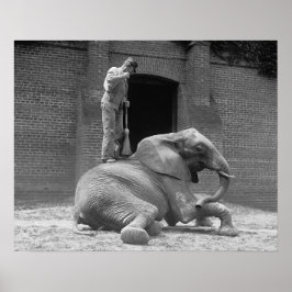 中央公園動物園ゾウ， 1922.ヴィンテージ写真 ポスター