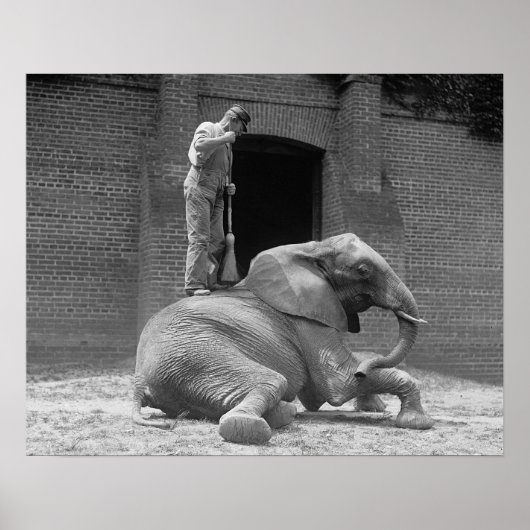 中央公園動物園ゾウ， 1922.ヴィンテージ写真 ポスター (正面)