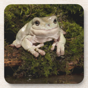 中央PA、米国、Whiteâ€™s Treefrog; Litoria コースター