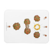 中性子がウランを打つイラストレーション-235 マグネット (横)