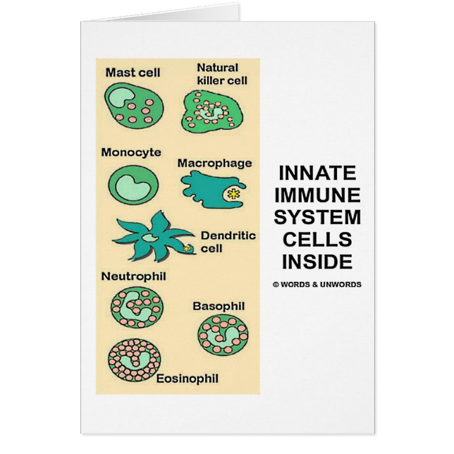 中生得の免疫組織の細胞 (正面)