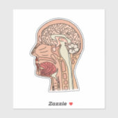 中矢状脳断面積 シール (シート)