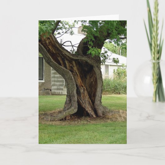 中空の木 カード (正面)