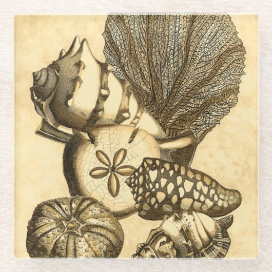 中立貝および珊瑚のコレクション ガラスコースター (正面)
