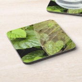 中米、コスタリカ、サラピキ、ブラウリオ コースター (左側)