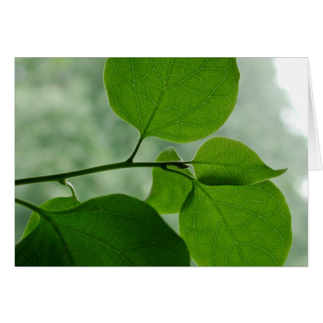 中緑の禅のブランク (正面横)