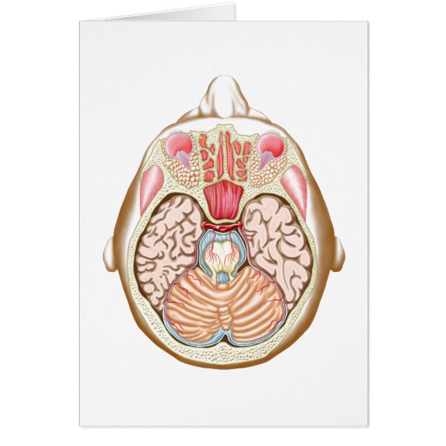 中脳横断面 (正面)