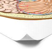 中脳横断面 ポスター (角)