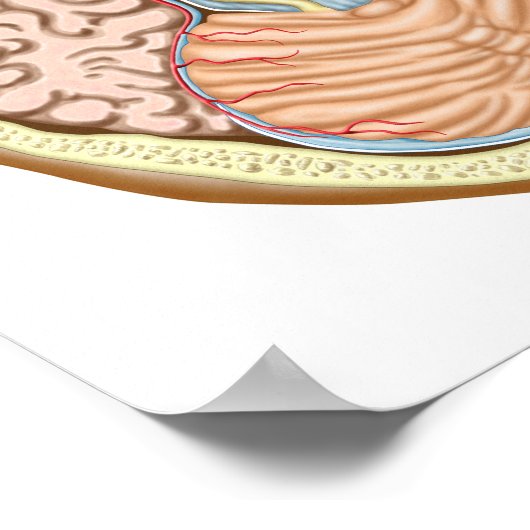 中脳横断面 ポスター (角)