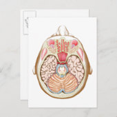 中脳横断面 ポストカード (正面/裏面)