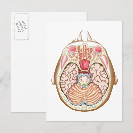 中脳横断面 ポストカード (正面/裏面)