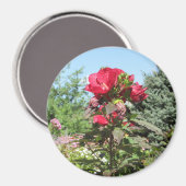 中西部かわいらし写真磁石の赤い花 マグネット (正面/裏面)