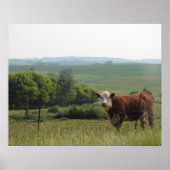 中西部写真 |美しい牛と景色 ポスター (正面)