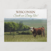 中西部写真 |美しい牛と景色 ポストカード (正面)