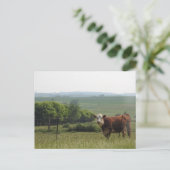 中西部写真 |美しい牛と景色 ポストカード (スタンド正面)