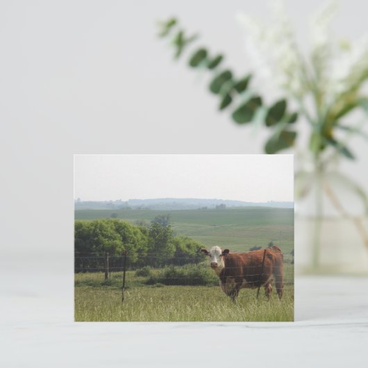 中西部写真 |美しい牛と景色 ポストカード (スタンド正面)