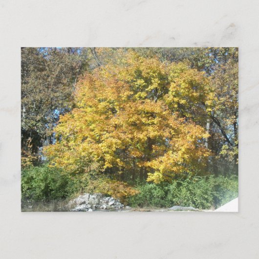 中西部秋 ポストカード (正面)