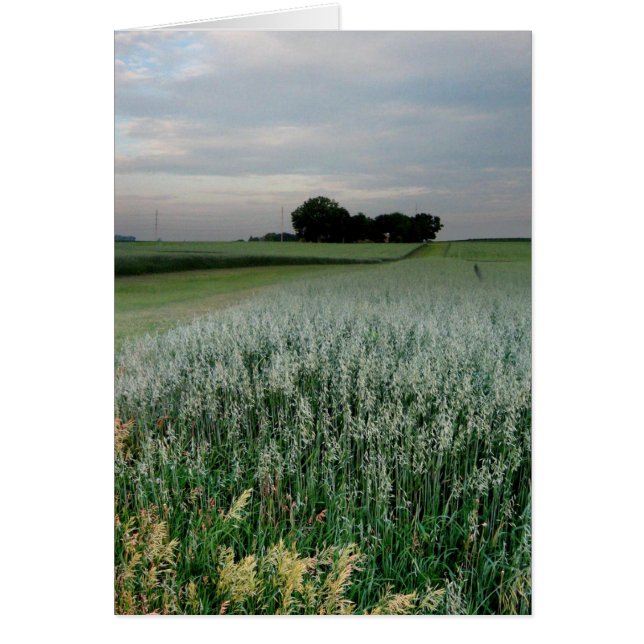 中西部農地小麦畑 (正面)