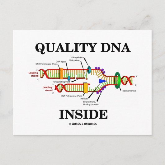 中身は質の高いDNA (DNA複製) ポストカード (正面)
