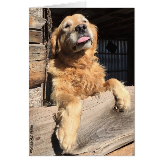 中間抜けにゴールデントリバー空白のの写真 (正面)