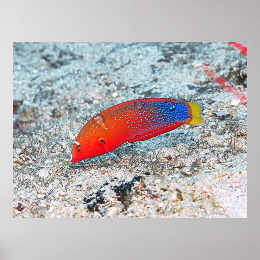 中間遷移 ポスター (正面)