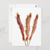 串焼きタイガー ポストカード (正面/裏面)