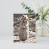 丸い尾のアミの葉書 ポストカード (スタンド正面)