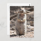 丸い尾のアミの葉書 ポストカード (正面/裏面)