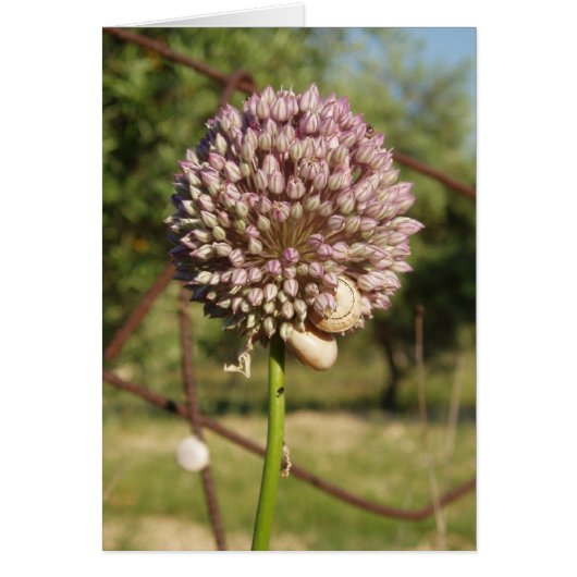 丸い紫色の花 (正面)