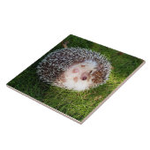 丸まったハリネズミ タイル (側面)