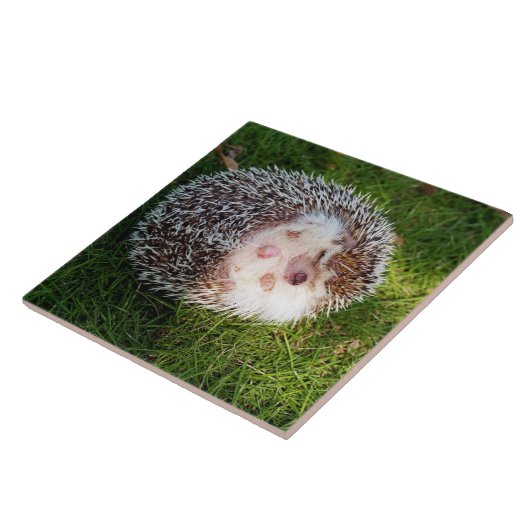 丸まったハリネズミ タイル (側面)