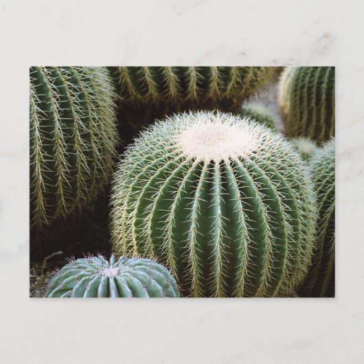 丸サボテン ポストカード (正面)