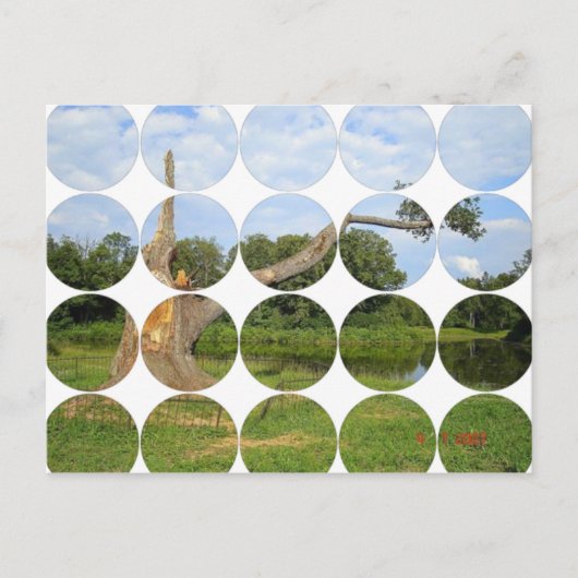 丸フォトポストカード ポストカード (正面)