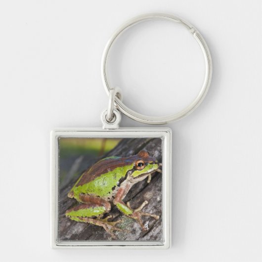 丸太でとまる太平洋のtreefrog キーホルダー (正面)