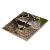 丸太にかわいいタヌキ タイル (側面)