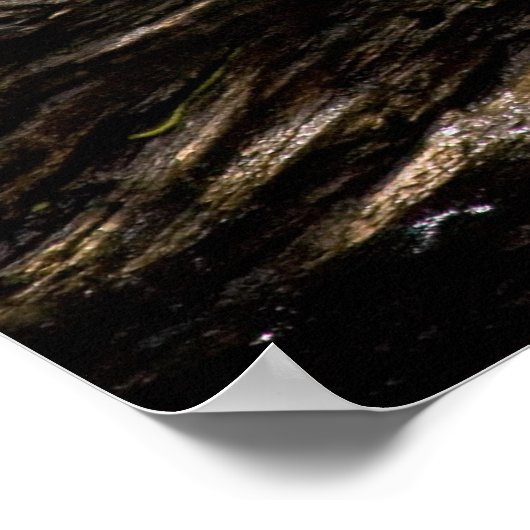 丸太のポスターに座る亀 ポスター (角)